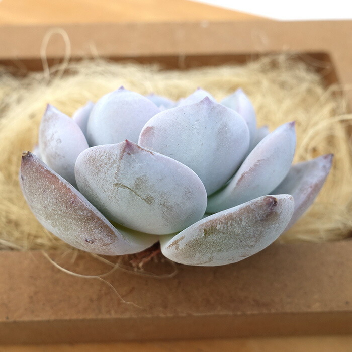 楽天市場】多肉植物 エケベリア スタードリーム 韓国苗 抜き苗 カット