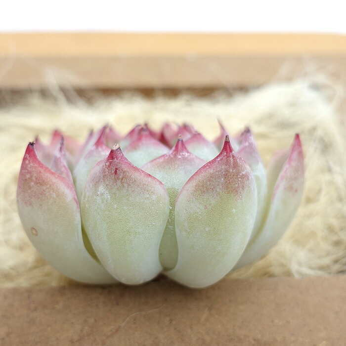 楽天市場】多肉植物 エケベリア エンチャンティングフェアリー 魅惑の