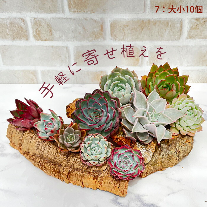 楽天市場】多肉植物 エケベリアカット苗 選べる名札付きセット 寄せ