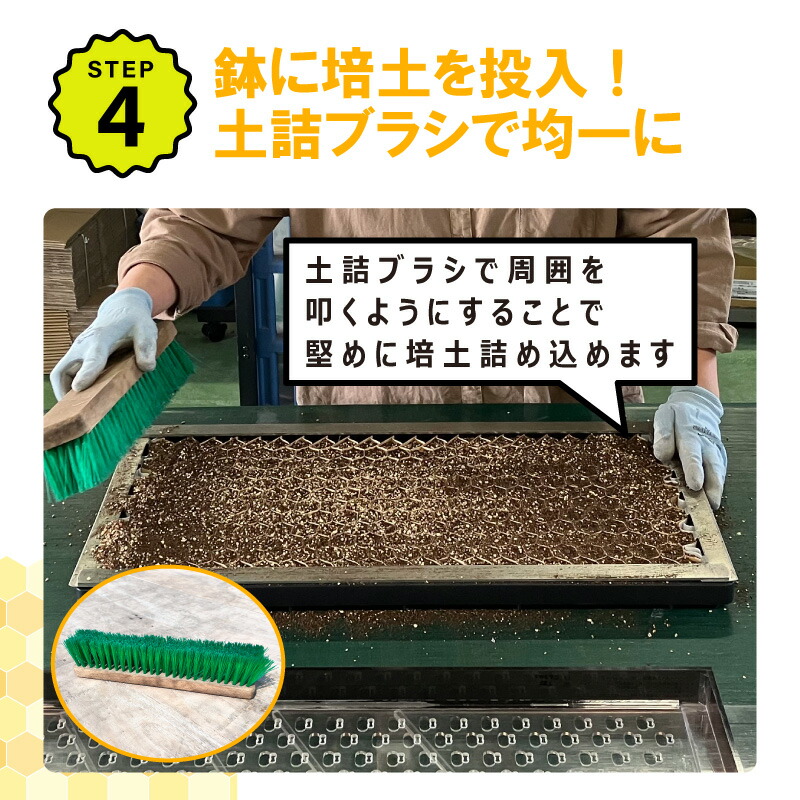 楽天市場】【100%ポイントバック エントリー＆抽選2/25まで】播種5点