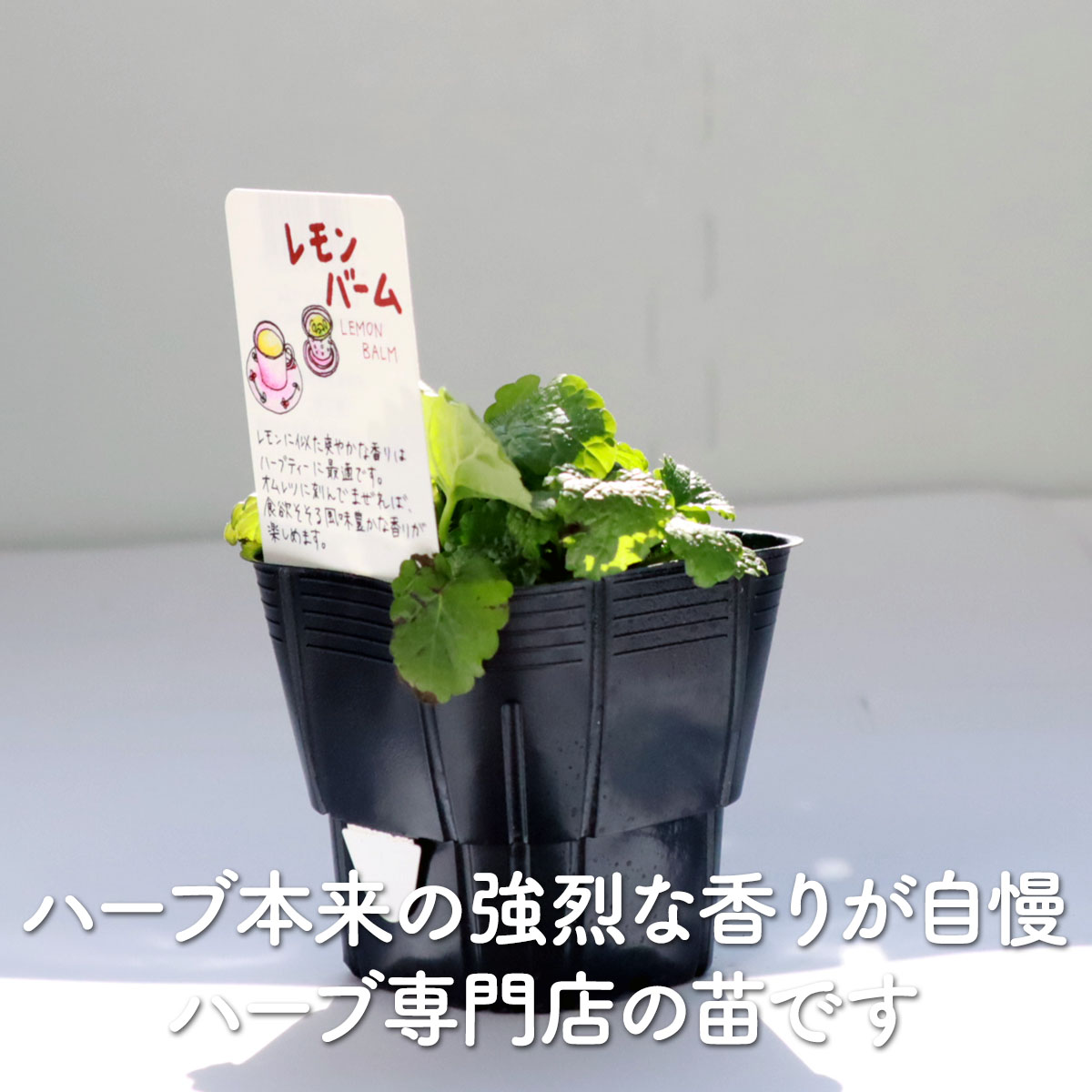 楽天市場】【本日P2倍】 ハーブ 苗 レモンバーム（ハーブティー ハーブ