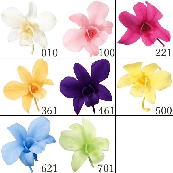 楽天市場】プリザーブドフラワー 花材 とりよせ品 デンファレ(1箱8輪