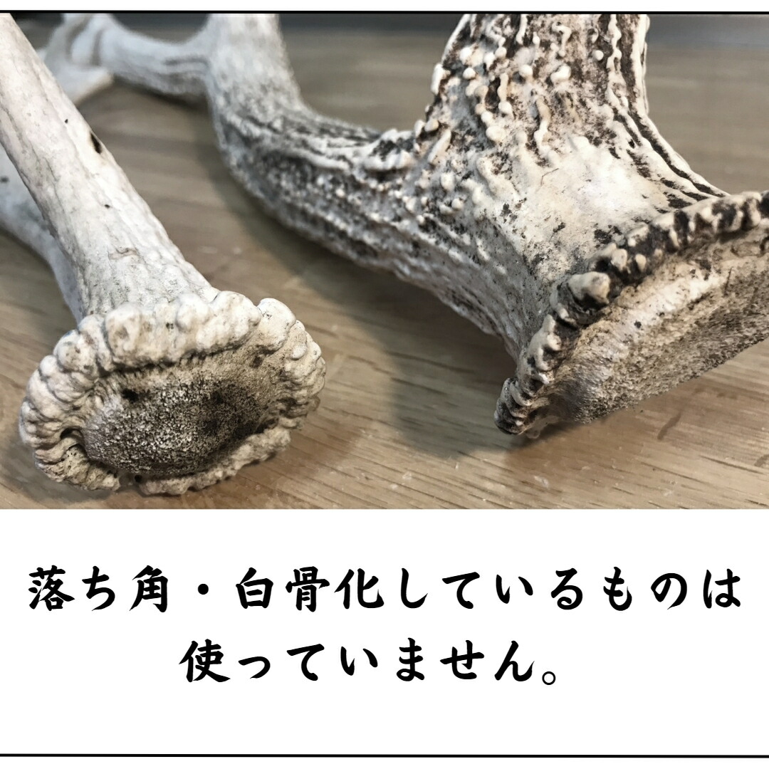 楽天市場】鹿の角 輪切り 10個 3cm×5mm 詰め合わせセット アクセサリー