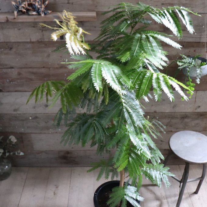観葉植物 10号 エバーフレッシュ」の人気商品一覧 | 安い商品を通販