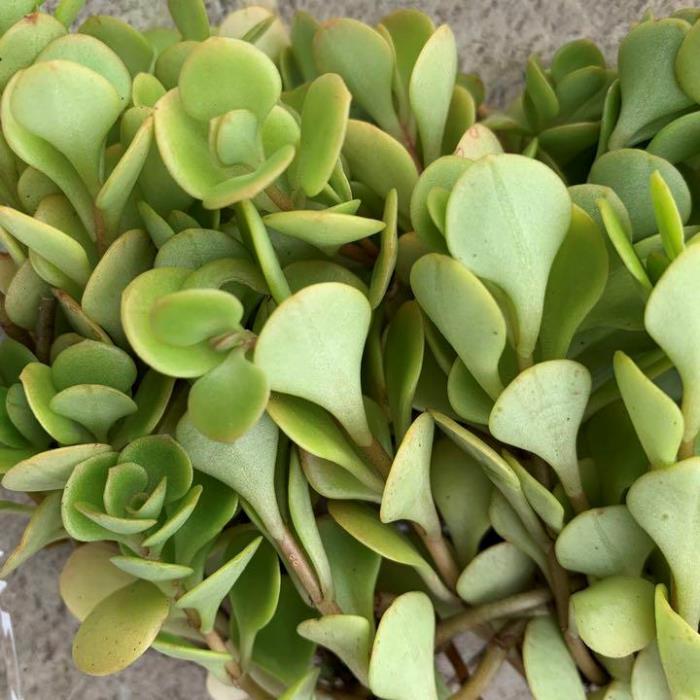 楽天市場】□温帯・熱帯地域原産の多肉植物：丸葉万年草□野草/セダム