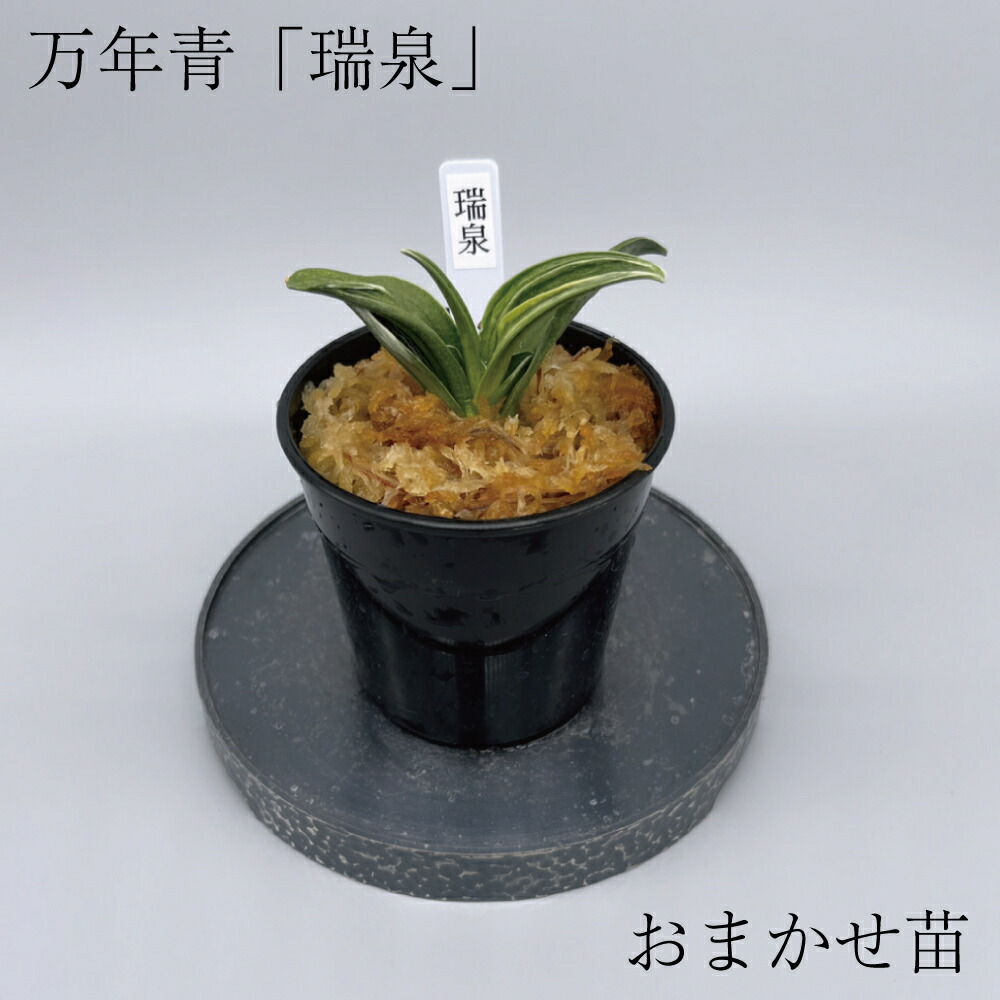 楽天市場】◇瑞泉（おまかせ苗）◇ 万年青 引っ越し万年青 獅子万年青
