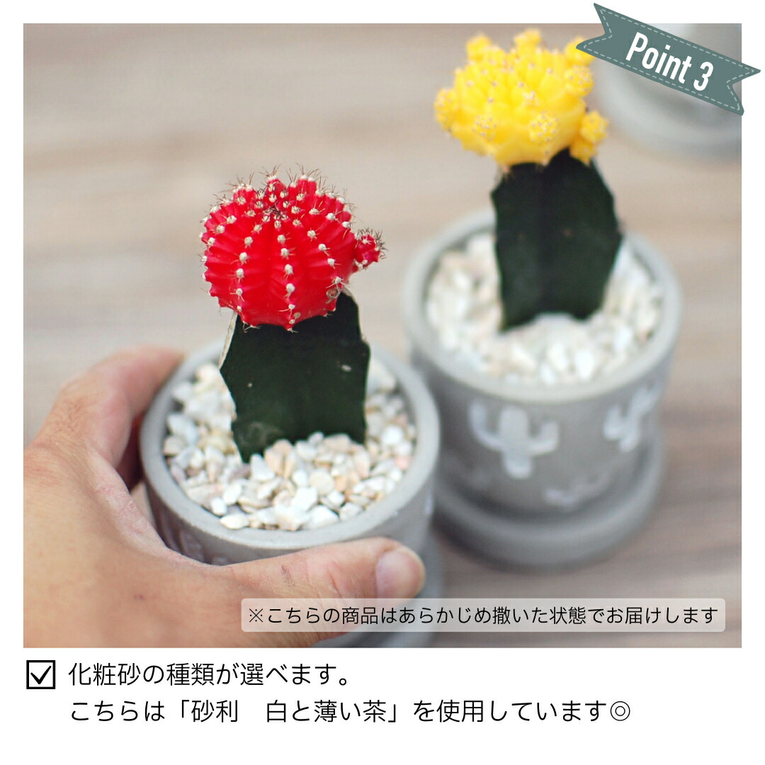 楽天市場】【緋牡丹 ヒボタン】カラフル牡丹のミニサボテン レリーフ