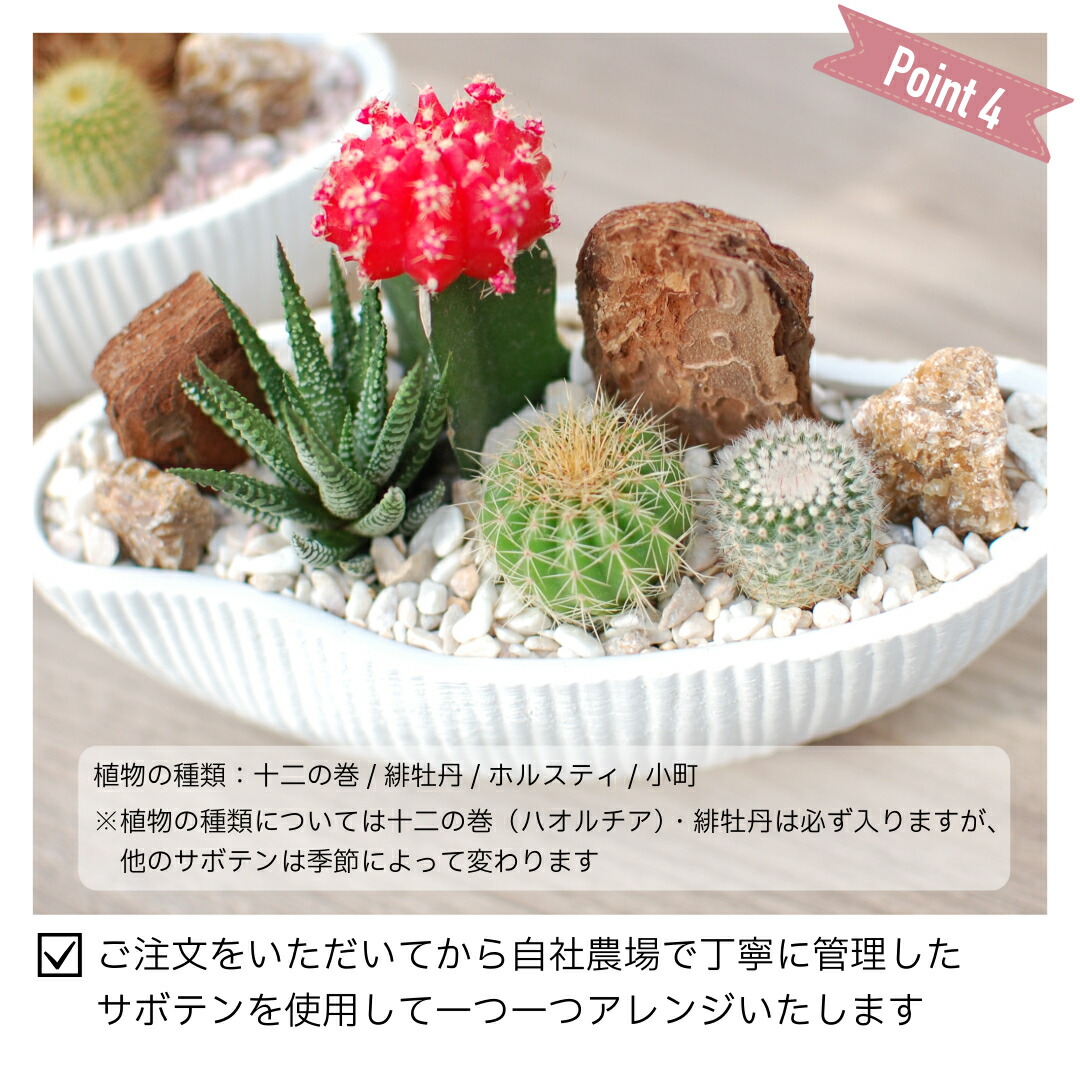 楽天市場】【緋牡丹入り 4種】サボテン寄せ植え 舟形POT S | 育て