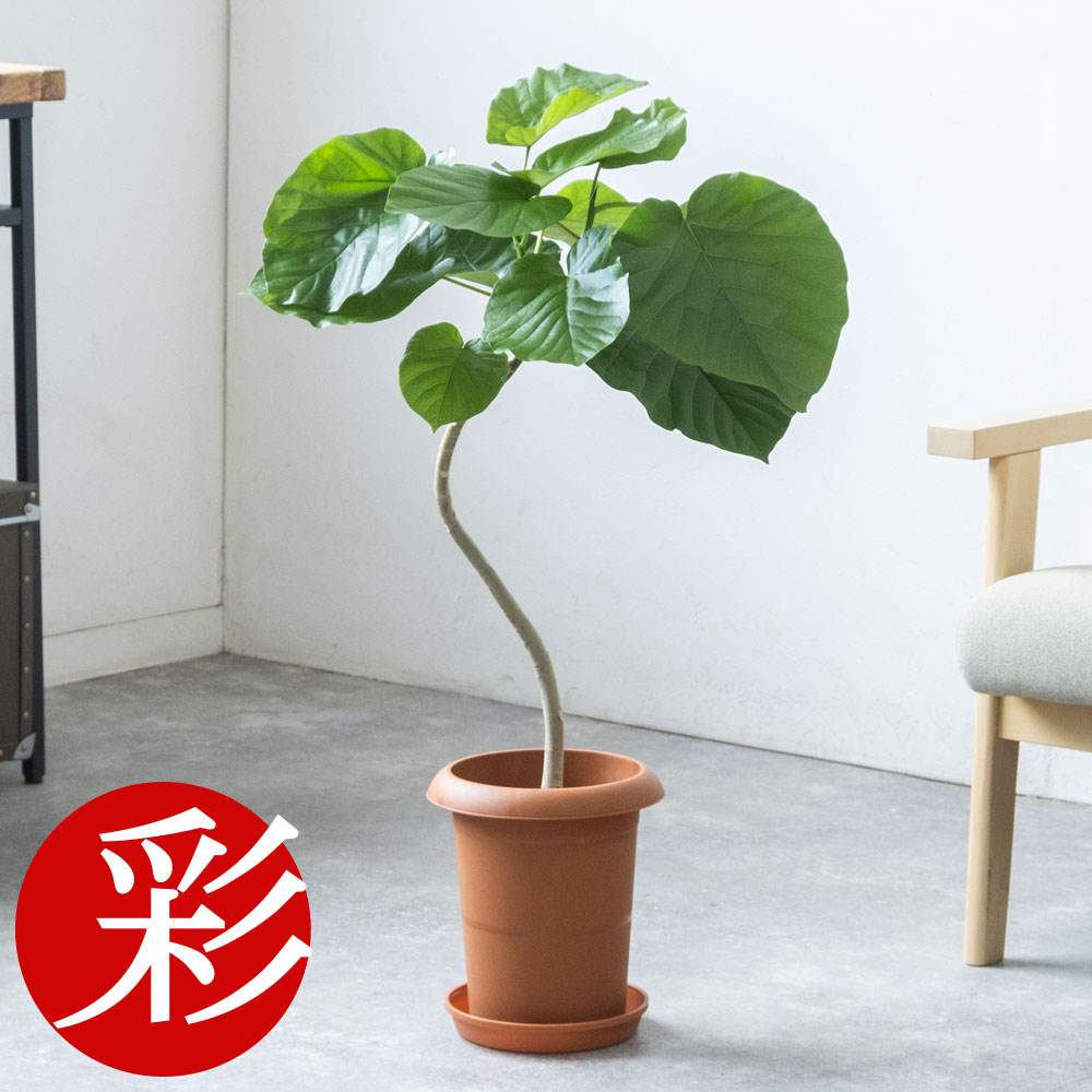 楽天市場】観葉植物 フィカス・ウンベラータ 曲がり樹形 7号鉢 鉢