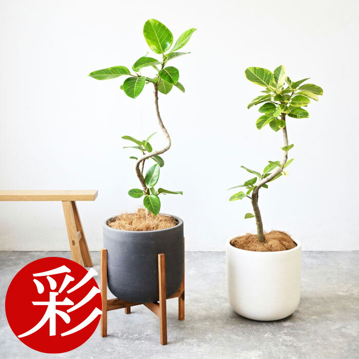 楽天市場】【23日まで最大7%引クーポン配布中】観葉植物 フィカス