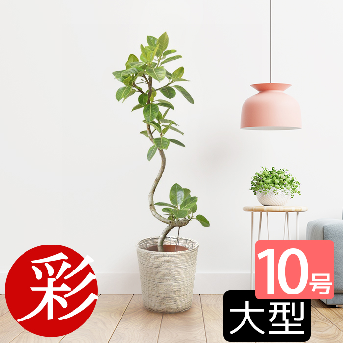 楽天市場】観葉植物 フィカス・アルテシーマ・バリエガタ 曲がり樹形