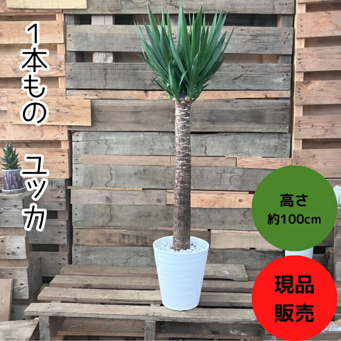 楽天市場】【現品発送】ユッカ ロストラータ 苗木 大株 幹太 H1.4m×W1