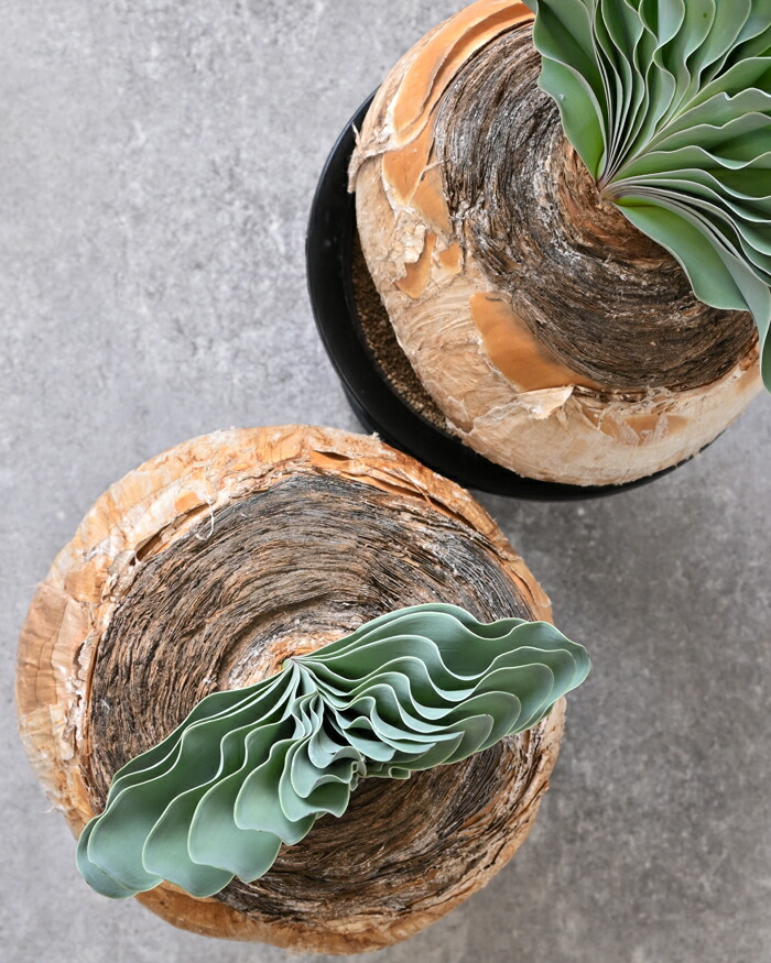 楽天市場】観葉植物 本物 現品 希少 ブーファン・ハエマンソイデス