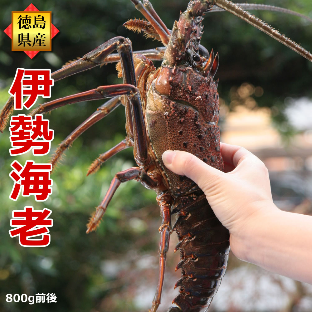楽天市場】長寿祝い 活伊勢海老（約800g前後×1尾）産地直送 徳島県産