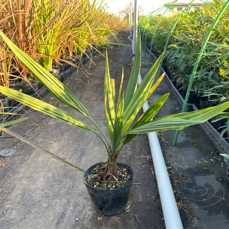 楽天市場】高品質 ココスヤシ 苗 ポットタイプ 10.5〜12cmポット 3