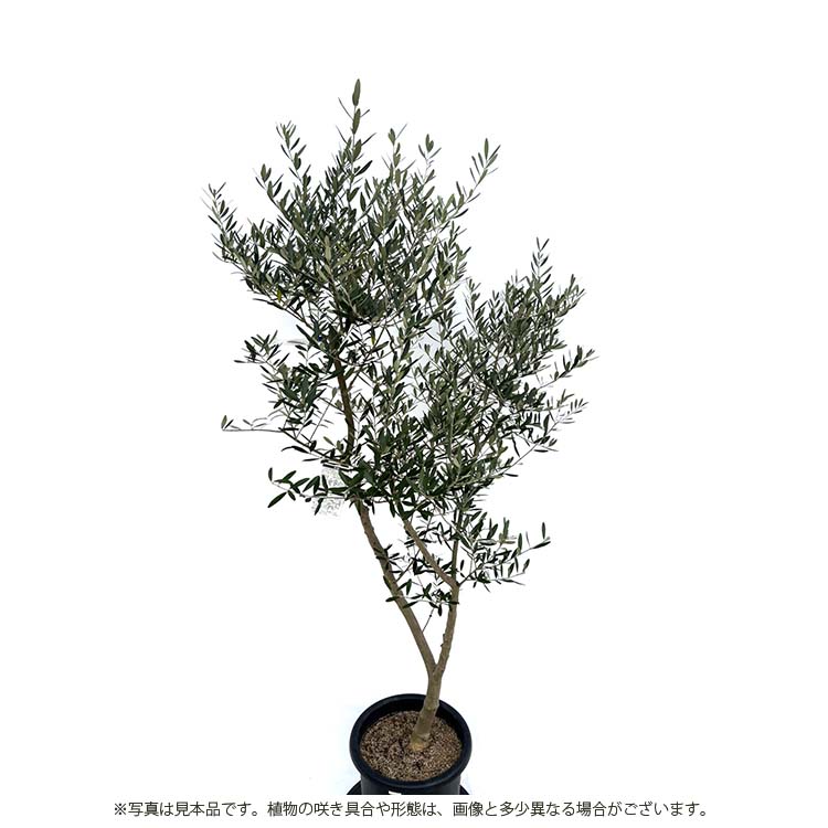 楽天市場】鶴亀園 オリーブの木 ネバディロブランコ Large (約160