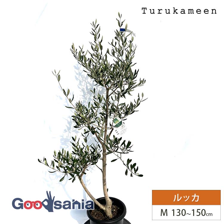シンボルツリー 常緑樹 オリーブ 植木 盆栽」の人気商品一覧 | 安い