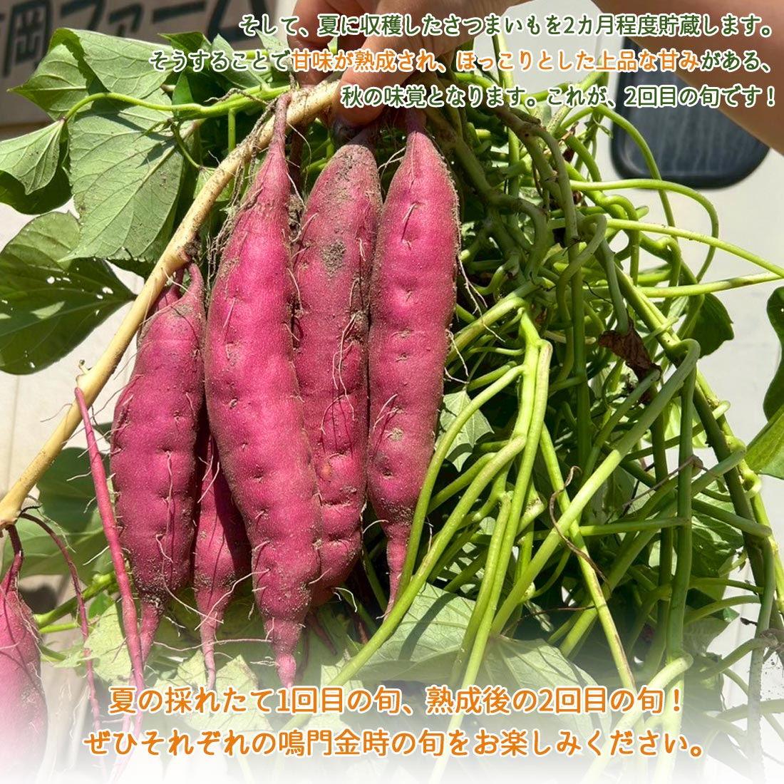 楽天市場】【産地直送】 訳あり さつま芋 鳴門金時 洗い 2kg 3kg 5kg