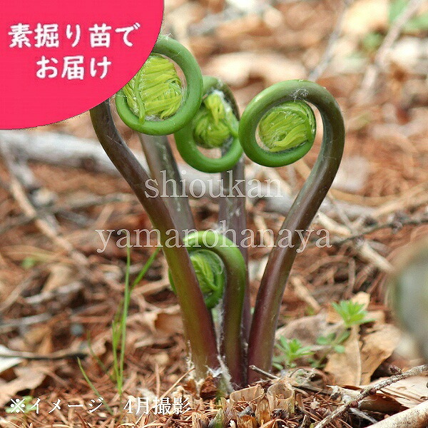 楽天市場】ゼンマイ 素掘り苗 山菜苗/薇/シダ植物/※入荷済み 3月14日