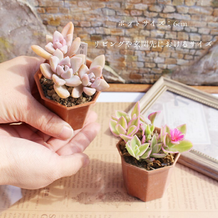 楽天市場】多肉植物 2寸シャトル鉢35個セット 17種類×2個 51種類3