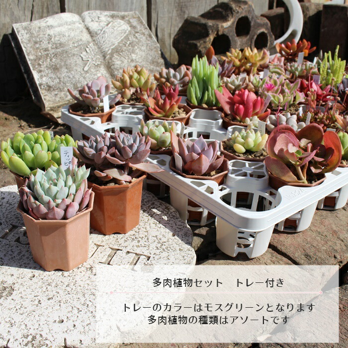 楽天市場】多肉植物 2寸シャトル鉢35個セット 17種類×2個 51種類3