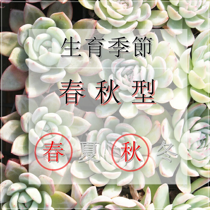 楽天市場】グラプトベリア エレン錦 カット苗 Graptoveria 'Ellen