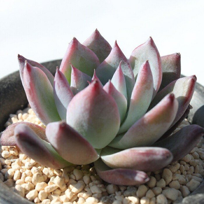 楽天市場】ブラックサバス エケベリア 韓国苗 Echeveria 薔薇咲