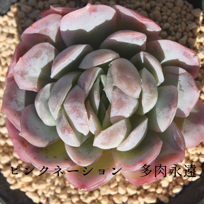 楽天市場】ピンクネーション エケベリア Mサイズ6cmポット 韓国苗 薔薇