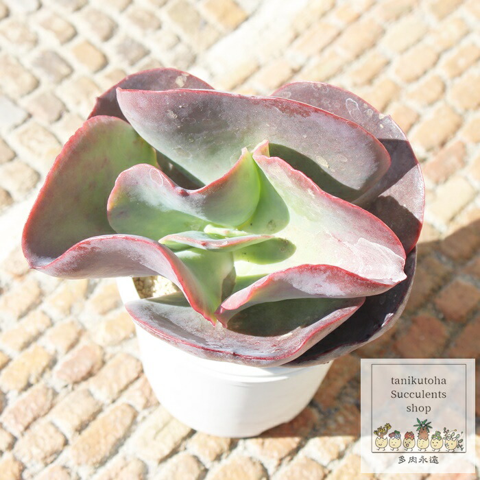 楽天市場】スプレンダー エケベリア Lサイズ カット苗 Echeveria cv