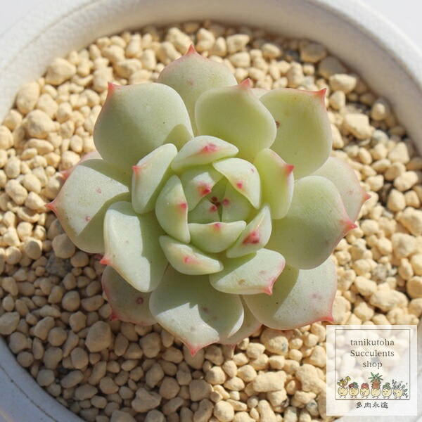 楽天市場】静夜 エケベリア 5.5cmポット 多肉植物 小～中型種