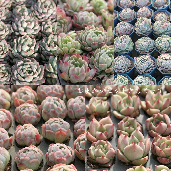 楽天市場】多肉植物 エケベリア韓国苗 おまかせ10種類セット 送料無料