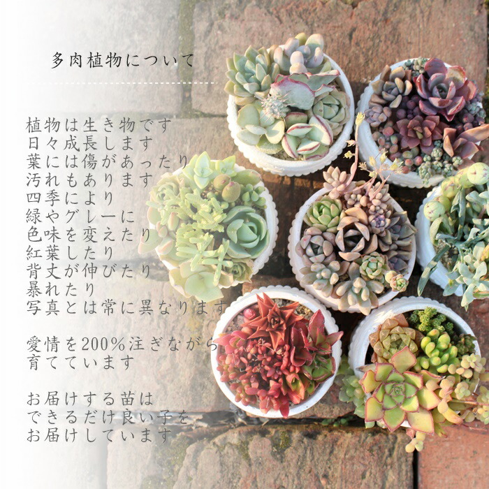 楽天市場】多肉植物 韓国苗 エケベリア おまかせ5種類セット 送料無料