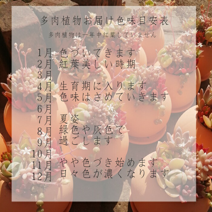 楽天市場】多肉植物 苗 40個セット Sサイズ 名前付き カット苗