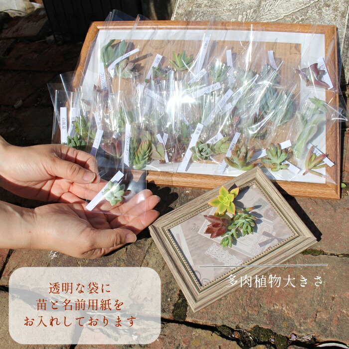 楽天市場】多肉植物 苗 40個セット Sサイズ 名前付き カット苗