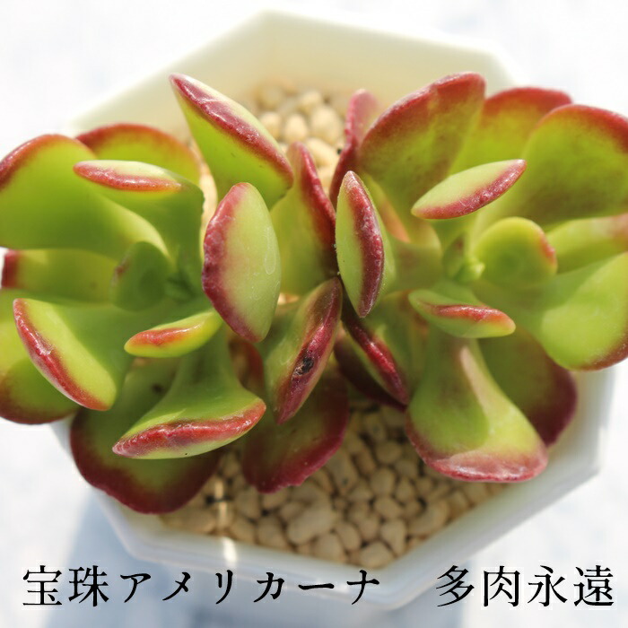 楽天市場】宝珠アメリカーナ セダム Mサイズ5.5cmポット sedum