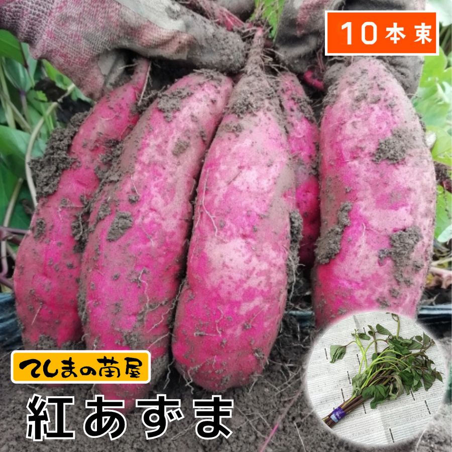 楽天市場】【てしまの苗】 さつまいも苗（イモヅル） 紅あずま 1束10本