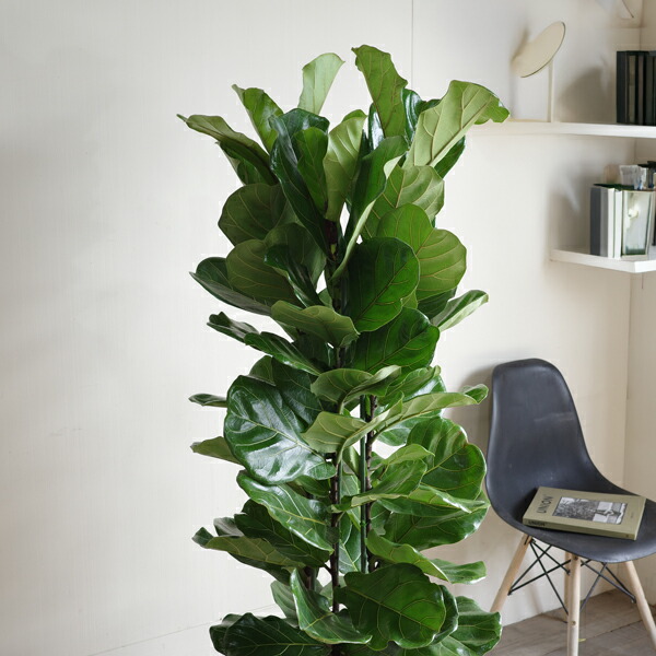 楽天市場】観葉植物 大型 カシワバゴム ゴムの木 フィカス リラータ 10