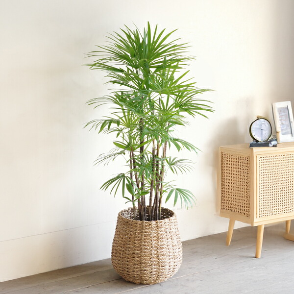 楽天市場】観葉植物 大型 シュロチク 10号 法人様送料無料 手編み