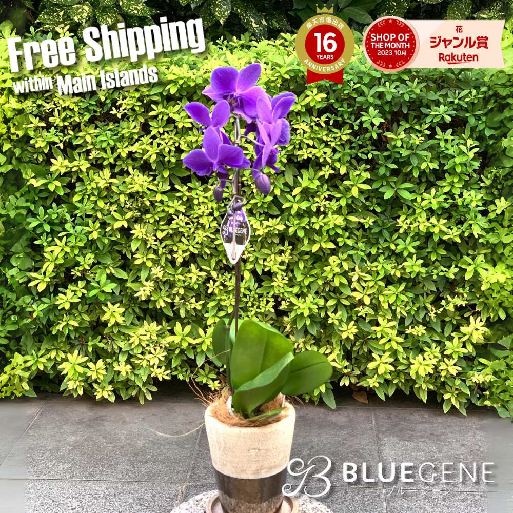 楽天市場】【 世界初！天然の青色 胡蝶蘭 】ブルージーン Blue Gene 1
