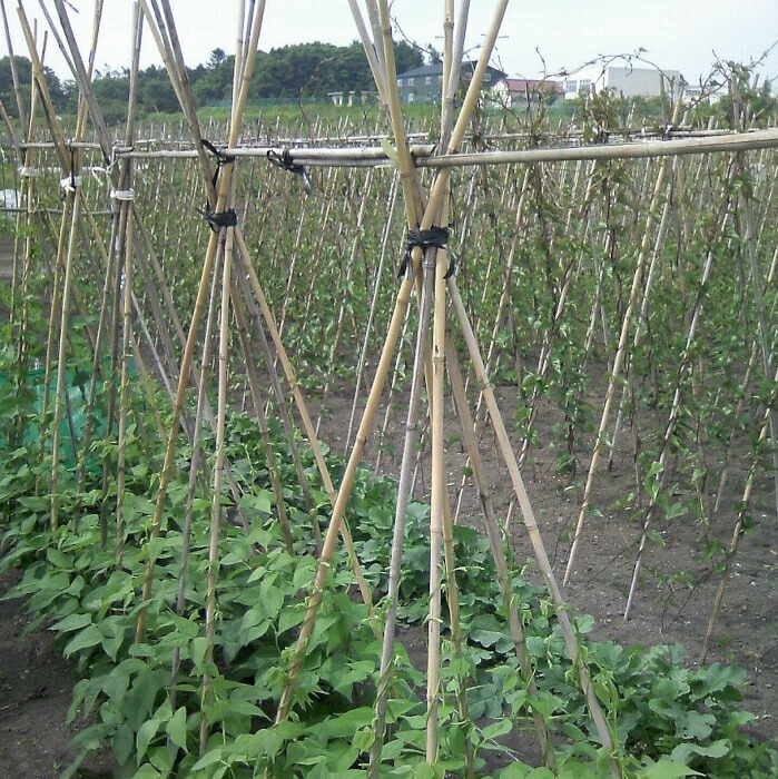 楽天市場】【北海道内法人様限定】女竹 7尺 約210cm 10本束×5束 50本