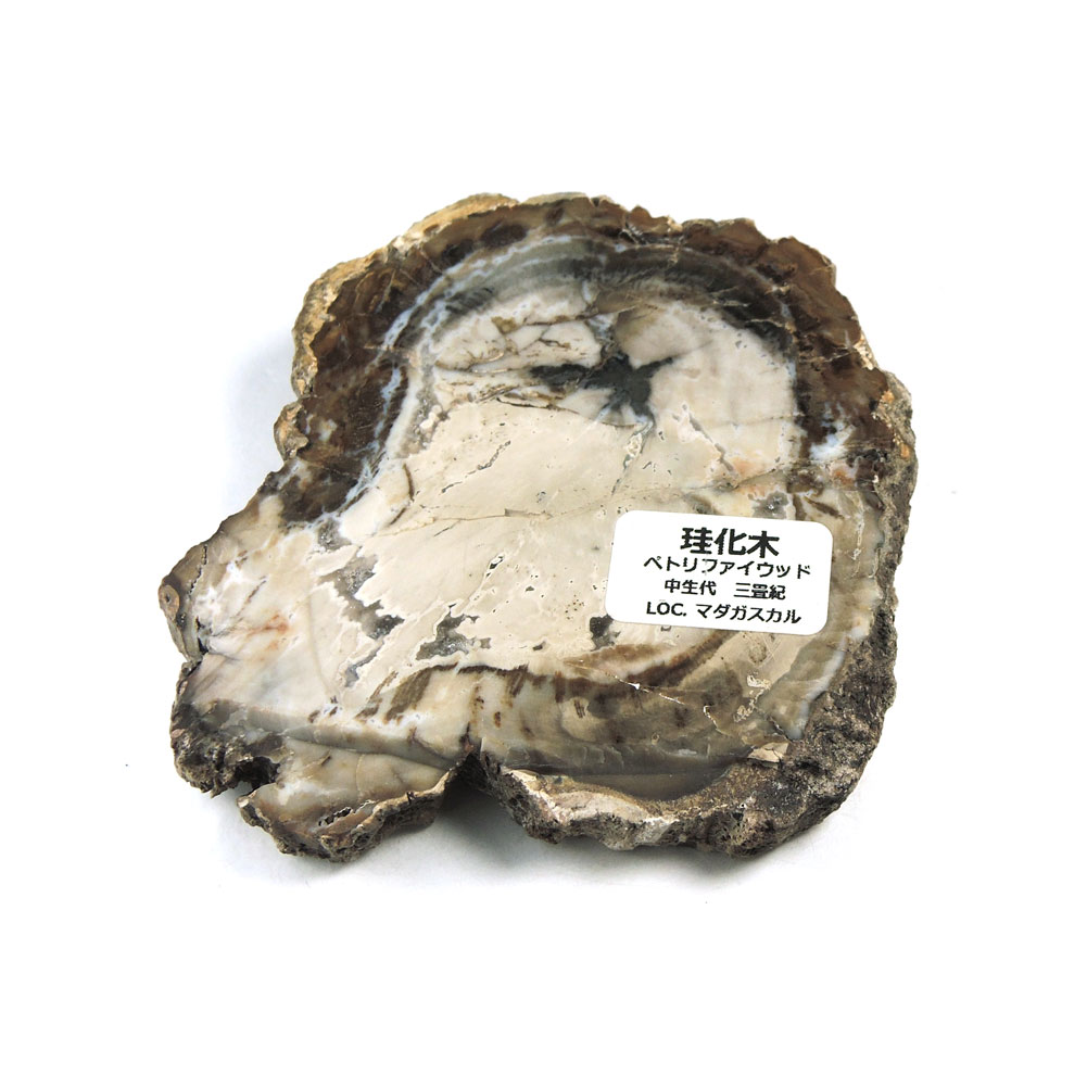 楽天市場】珪化木（天然石（原石）｜パワーストーン）：占い・開運