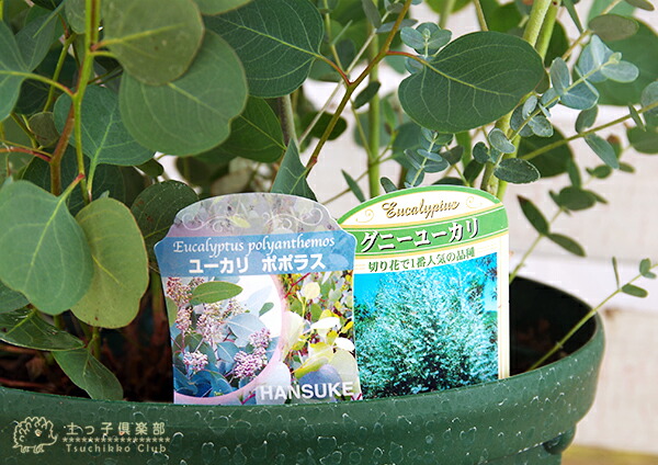 楽天市場】ユーカリ 2品種植え （ ポポラス ＆ グニー）8号スリット鉢
