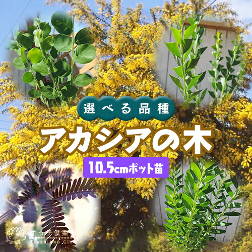 楽天市場】アカシア の 木 （ ブルーブッシュ / 三角葉 / パール