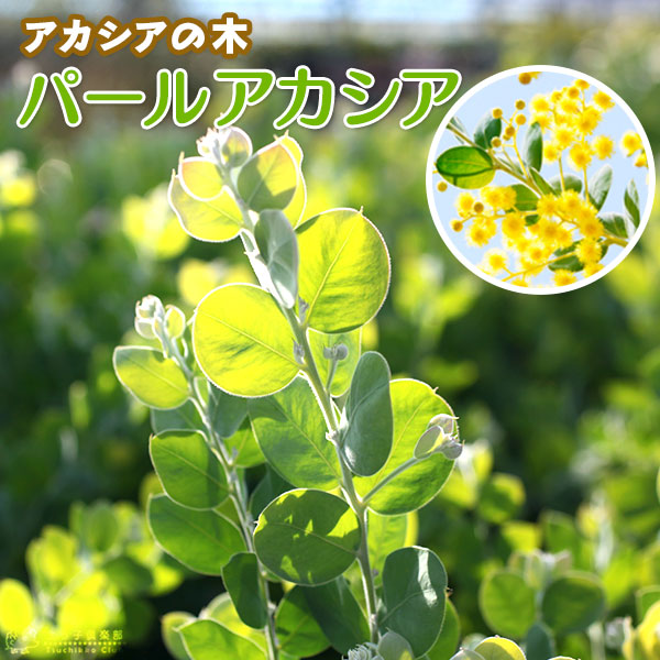 楽天市場】アカシアの木『 パールアカシア 』 9cmポット苗木 （ ポダ