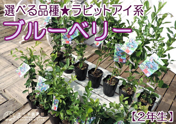 楽天市場】ブルーベリー 『 ラビットアイ系 』 （ 2年生 ） 3.5号