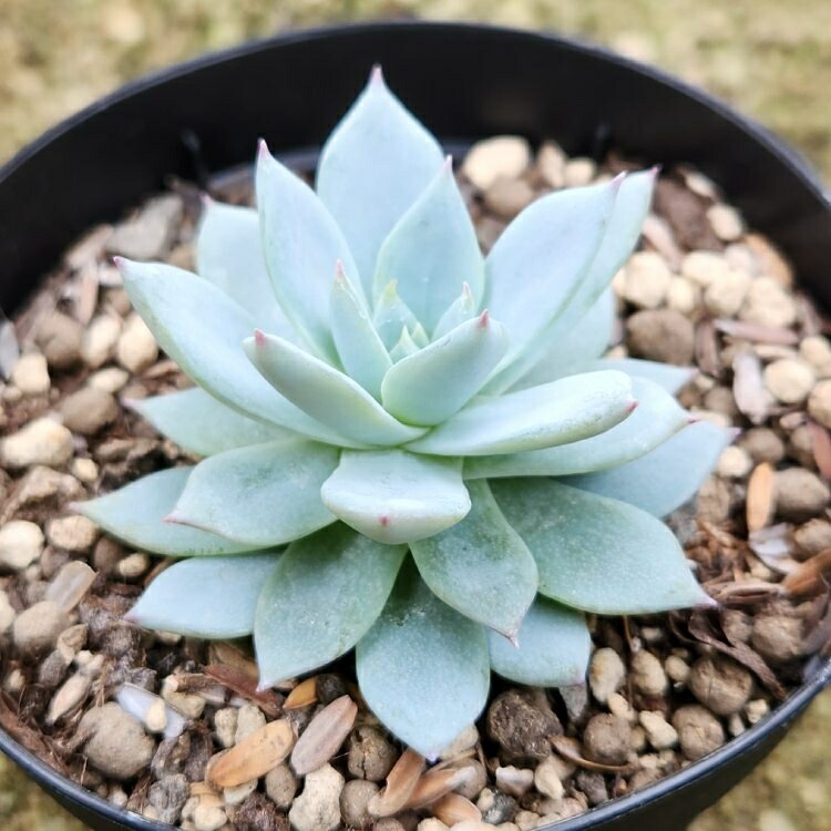 楽天市場】ブルーアイス 7.5cmポット 多肉植物 エケベリア Echeveria