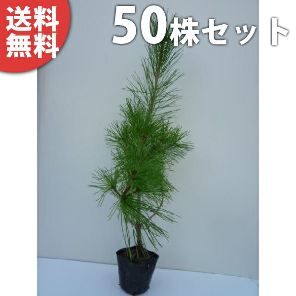 赤松 植木」の人気商品一覧 | 安い商品を通販サイトから探す - 価格.com