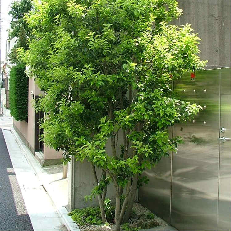 楽天市場】□送料無料□【20本セット】 ソヨゴ 樹高0.3m前後 10.5cm