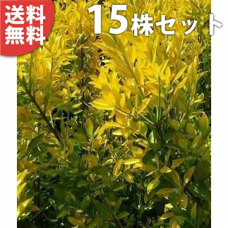 黄金マサキ」の人気商品一覧 | 安い商品を通販サイトから探す - 価格.com