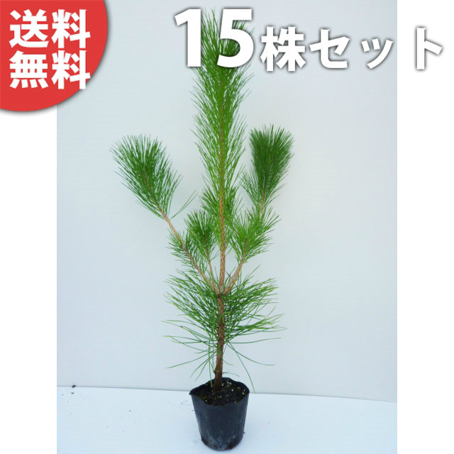 黒松 クロマツ 盆栽 植木」の人気商品一覧 | 安い商品を通販サイトから